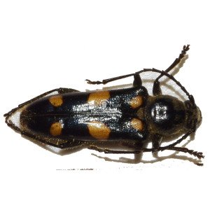 AGALLISSUS LEPTUROIDES